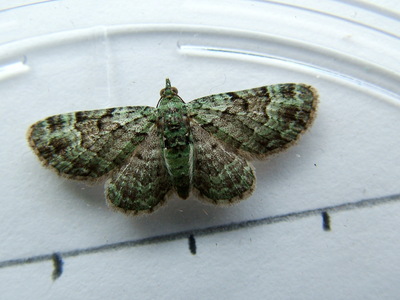 Green Pug